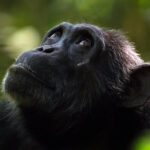 Chimpanzees also go through menopause