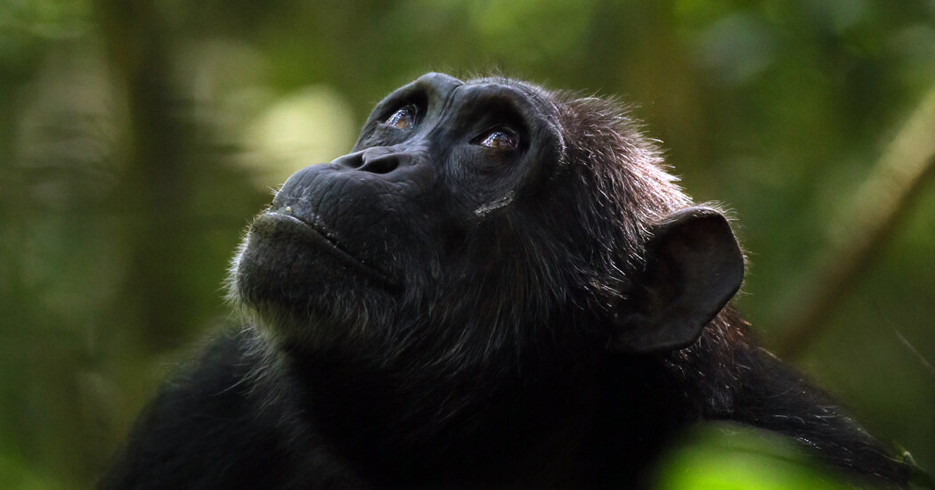 Chimpanzees also go through menopause