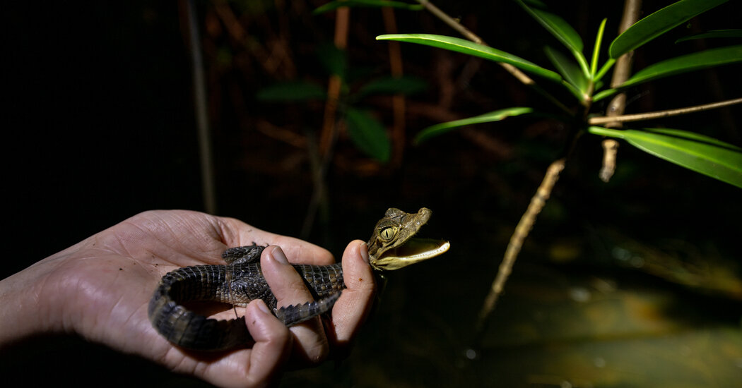 Florida caiman, an invasive species, could be close to being wiped out