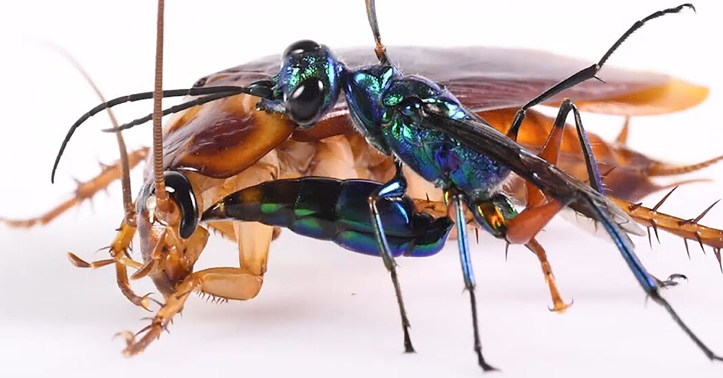 These cute little wasps eat the hearts of cockroaches