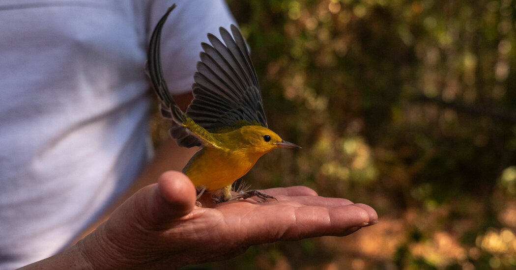 9 days, 527 birds, 55 species