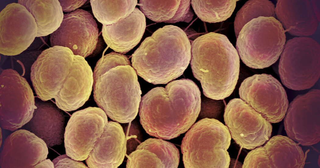 Gonorrhea has become drug resistant.  Scientists have just found the solution.