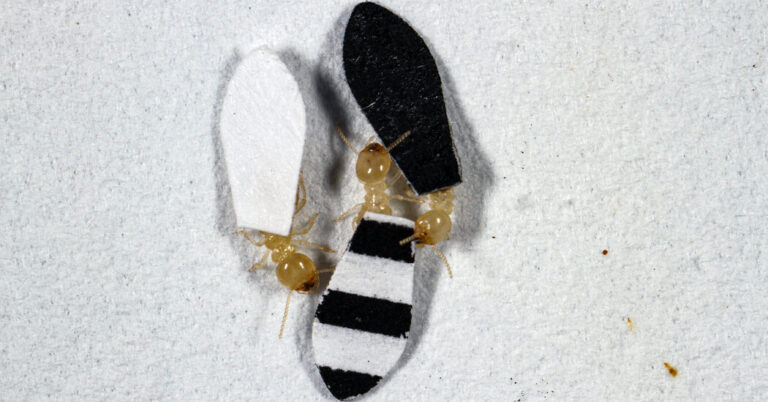 Not all heroes wear capes, but Termites do for science