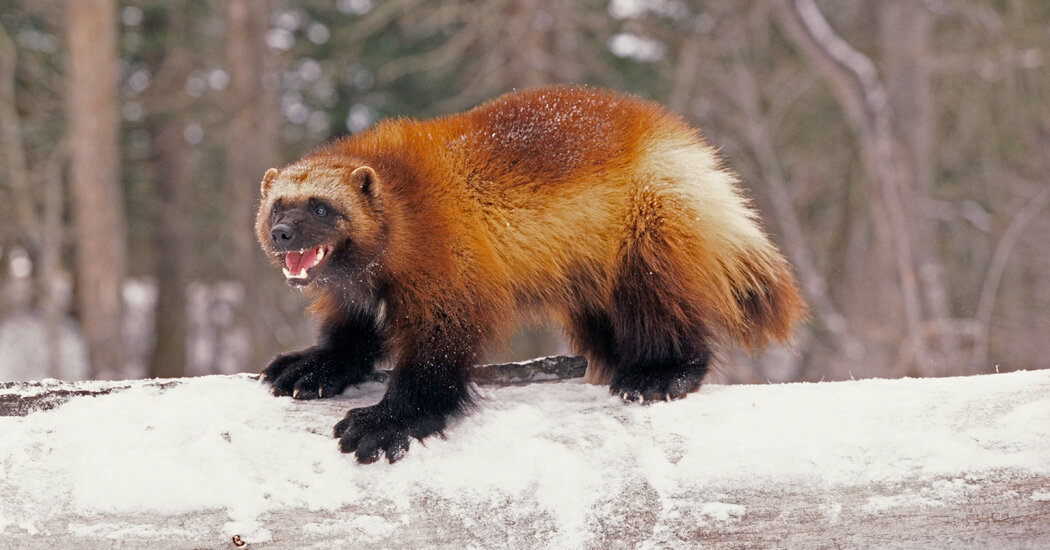 Some US wolverines are protected under the Endangered Species Act