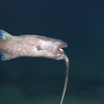 The whip anglerfish swims upside down