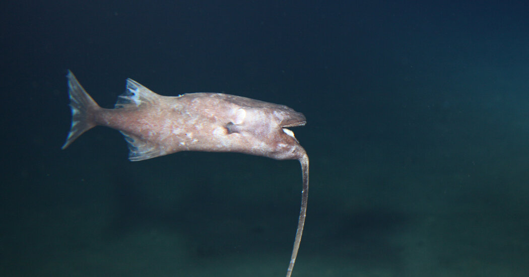 The whip anglerfish swims upside down