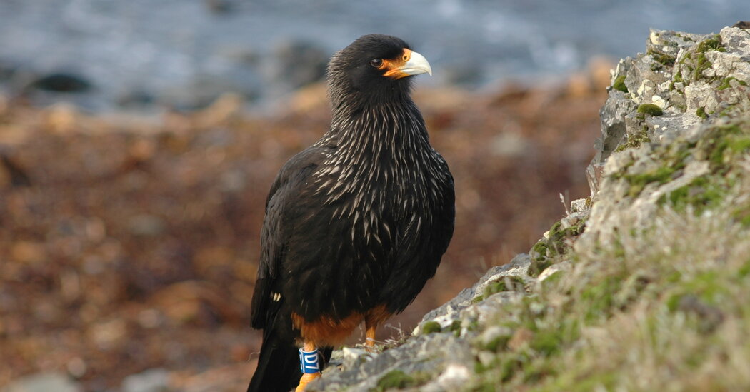 These clever hawks solve mysteries in the Falkland Islands