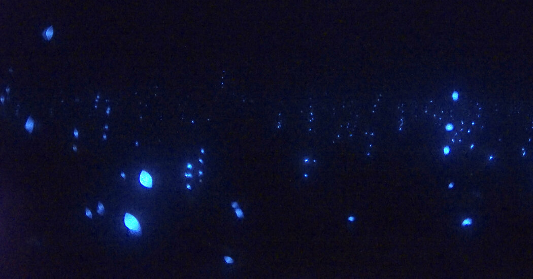 These underwater fireworks are "fireflies of the sea" searching for friends