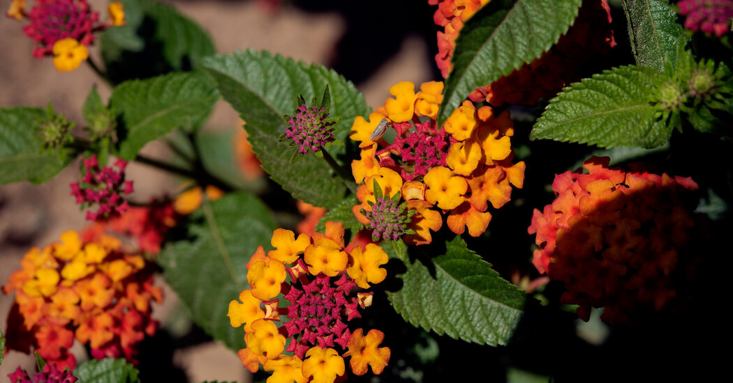 What plants will survive in your garden?  This map plots a warmer US state