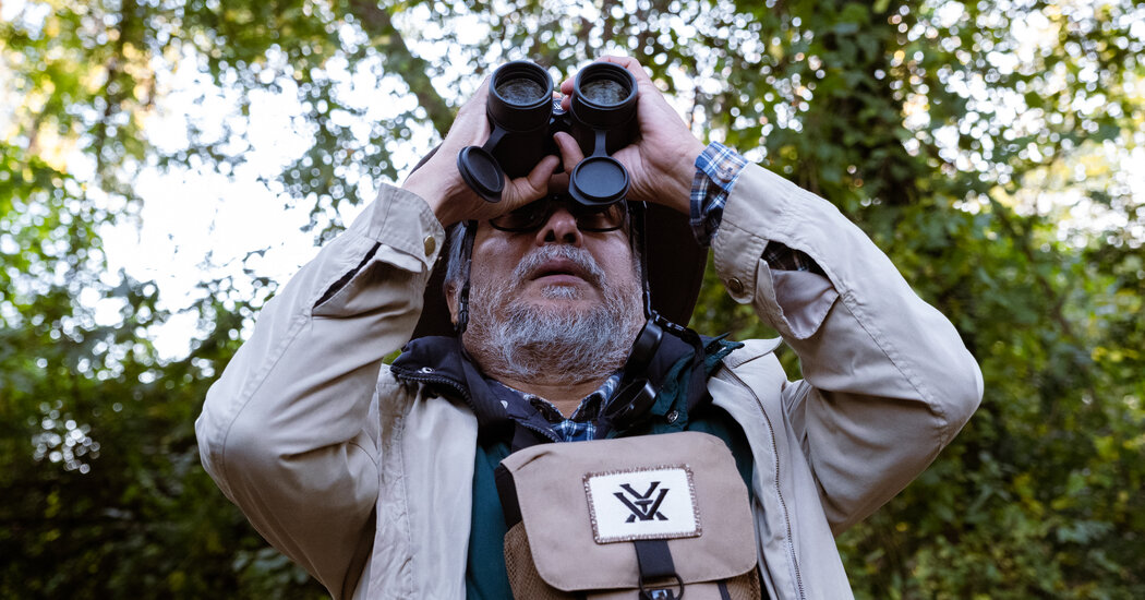 Why are warblers flocking to Tonnerre neighborhoods?