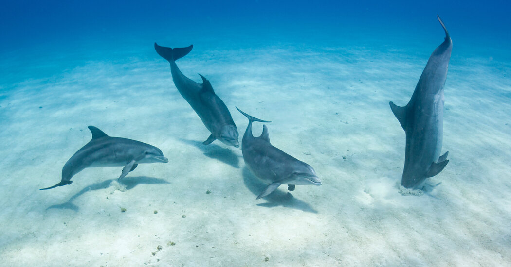 Dolphins can sense electric fields, which isn't shocking