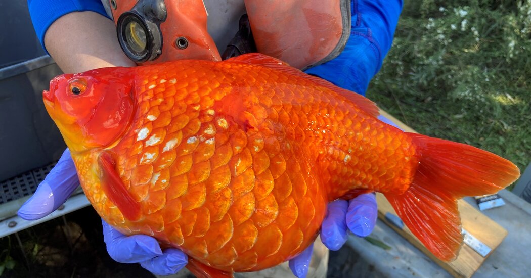 Once upon a time they were pets.  Now giant goldfish are threatening the Great Lakes.