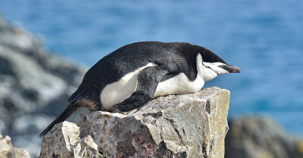 Penguins take thousands of naps every day