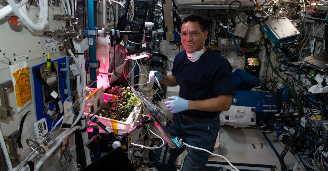 Space Station to Earth: Houston, we've found tomatoes